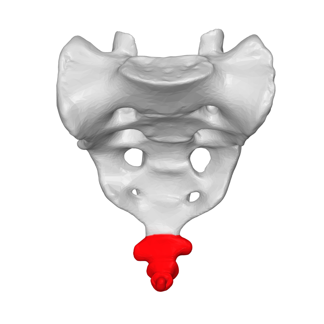 Coccyx anterior view02